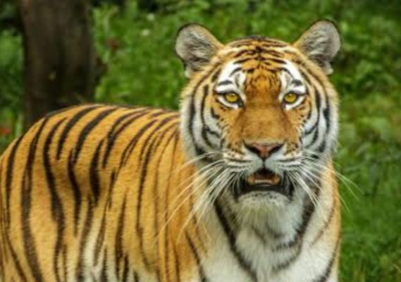 नैनीताल में बाघ का आतंक बरकरार: फिर एक महिला को बनाया निवाला, ग्रामीणों में दहशत और आक्रोश