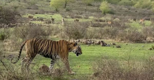 Sawai Madhopur: रणथंभौर में बाघिनों के लापता होने पर वन विभाग ने शुरू किया सर्च ऑपरेशन