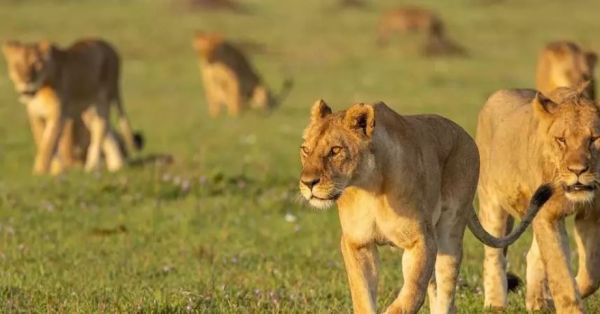 वायरस से कई शेरों की मौत, फॉरेस्ट डिपार्टमेंट में हड़कंप