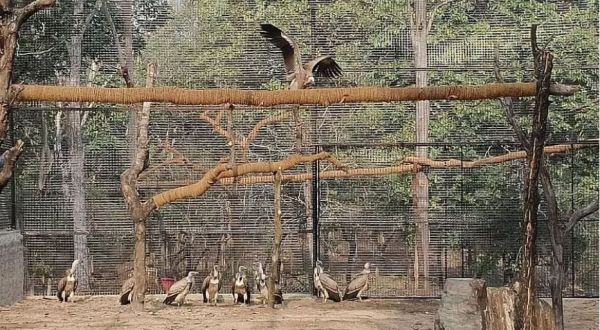 Tadoba-अंधारी टाइगर रिज़र्व का कोर एरिया जुलाई से सितंबर तक बंद