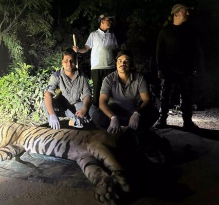 बाघों के बीच हुई लड़ाई, एक गंभीर रूप से जख्मी, वन विभाग ने किया रेस्क्यू