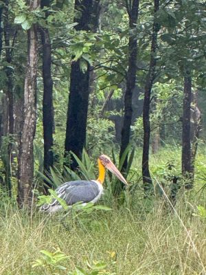 चक्रवात अरनब के प्रभाव से सुहावना हुआ मौसम, बांधवगढ़ टाइगर रिजर्व में प्रबंधन सतर्क