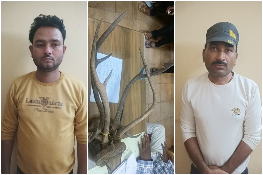  वन्यजीव बारहसिंगा हिरण के सिंग की तस्करी करते दो गिरफ्तार, एक रायपुर और एक महाराष्ट्र का निवासी