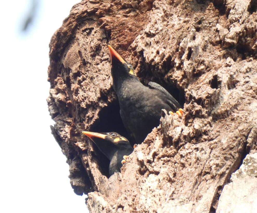 &lsquo;&lsquo;राष्ट्रीय उद्यान से लगे गांवों तक अब राजकीय पक्षी की गूंज रही मीठी बोली&rsquo;&rsquo;, मैना संरक्षण एवं संवर्धन को मिला बढ़ावा 
