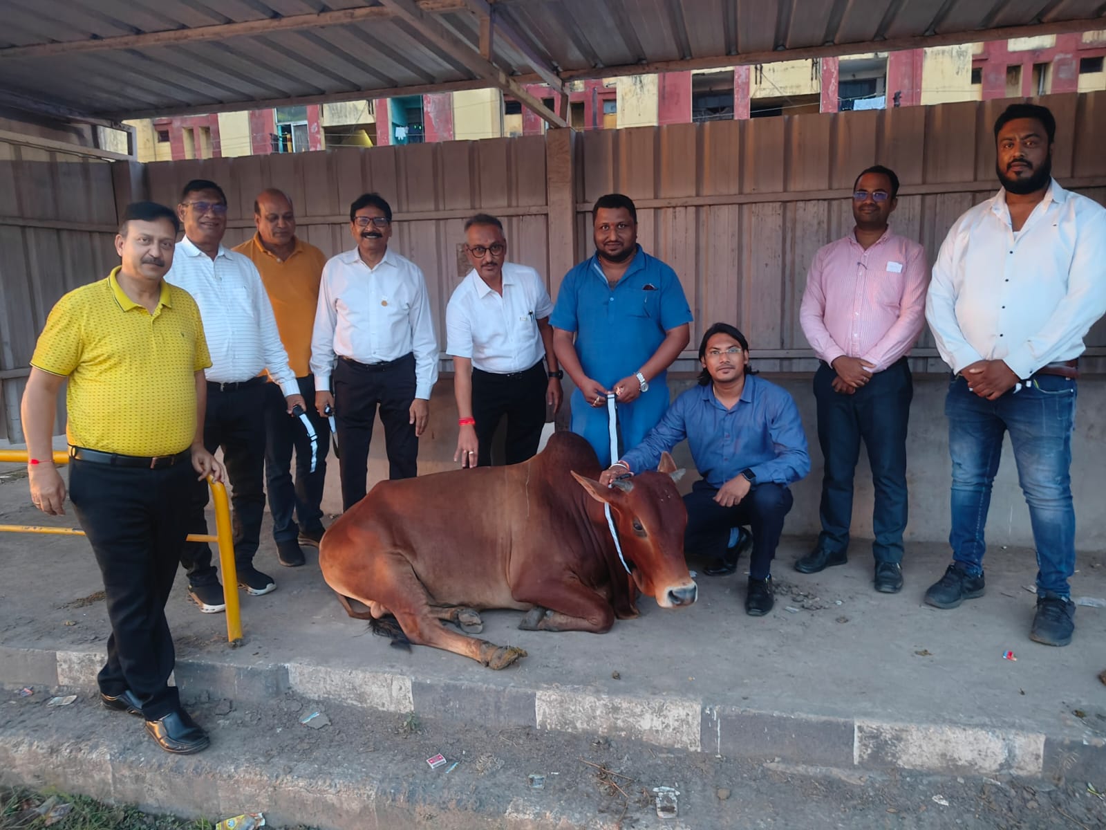  मराठा युवा समाज और लायंस क्लब गौवंशों को बांध रहा रेडियम