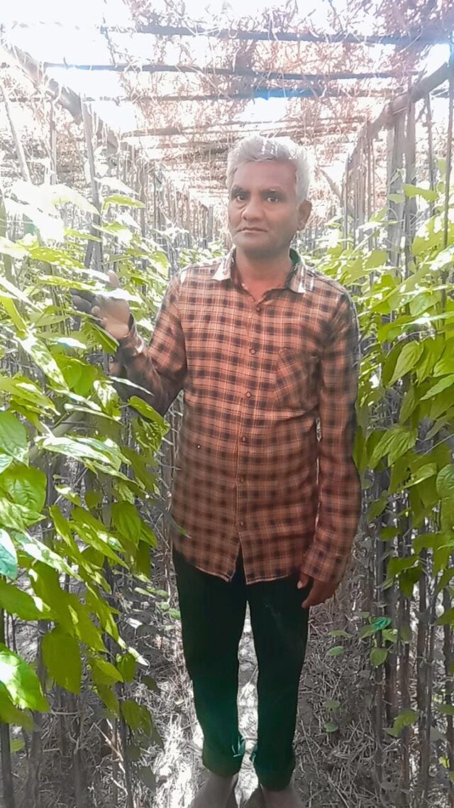 छुईखदान के किसान बन्टूूराम महोबिया को मिला देशी कपूरी पान के उत्पादन, विक्रय, विपणन, वितरण, आयात एवं निर्यात का एकाधिकार