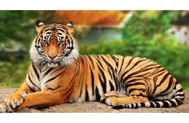 प्रधान मुख्य वन संरक्षक की बैठक संपन्न : बारनवापारा अभ्यारण्य, बाघ की सुरक्षा एवं मॉनिटरिंग को लेकर