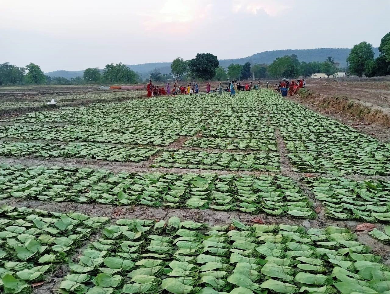 तेंदूपत्ता संग्रहण दर बढ़ने से संग्राहकों को हुआ 18.73 करोड़ अधिक मुनाफा