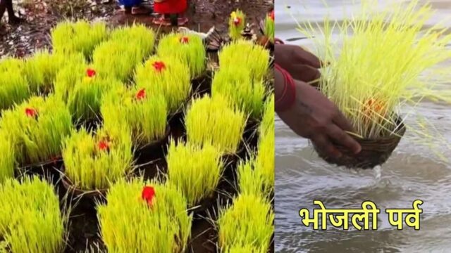 छतीसगढ़ के पारंपरिक पर्व भोजली : अच्छी वर्षा और फसल एवं सुख-समृद्धि की कामना के लिए मनाया जाता 