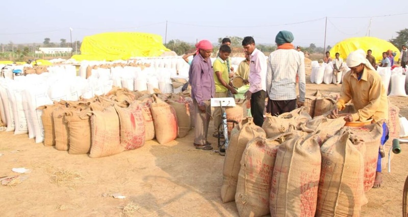 धान खरीदी का आंकड़ा 145 लाख मीट्रिक टन से पार : पिछले साल का टूटा रिकार्ड