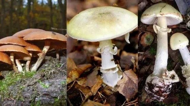 जहरीला मशरूम खाने से एक परिवार के 4 लोग अस्पताल में भर्ती