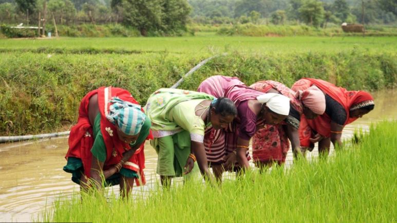 समय पर मिला खाद और खिल उठी उम्मीदें, कोरकोमा के संतोष के खेतों में लहलहाएगी उम्मीदों की धान