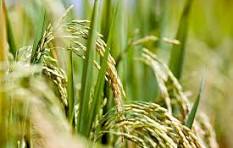 छत्तीसगढ़ में धान खरीदी प्रारंभ