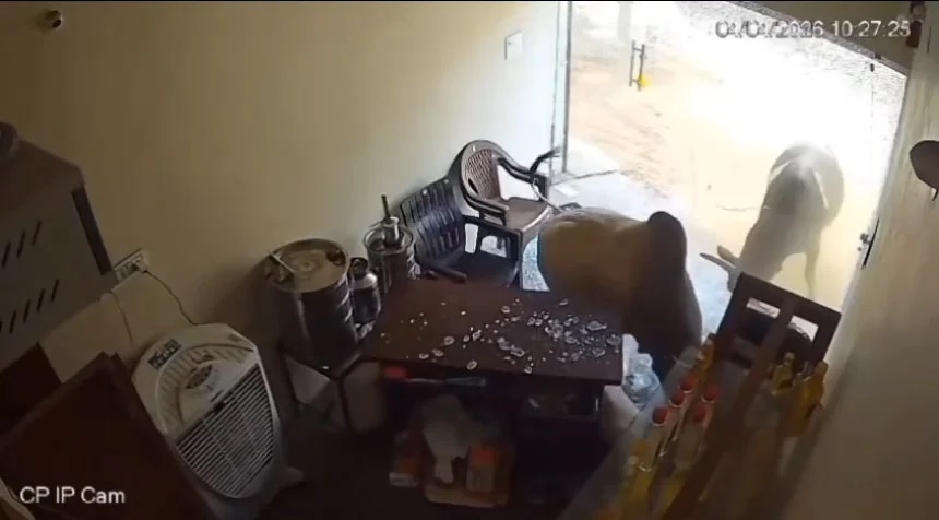 सांडों की लड़ाई में हुआ गजब का तांडव, दुकान को कर दिया तहस-नहस, वीडियो आया सामने