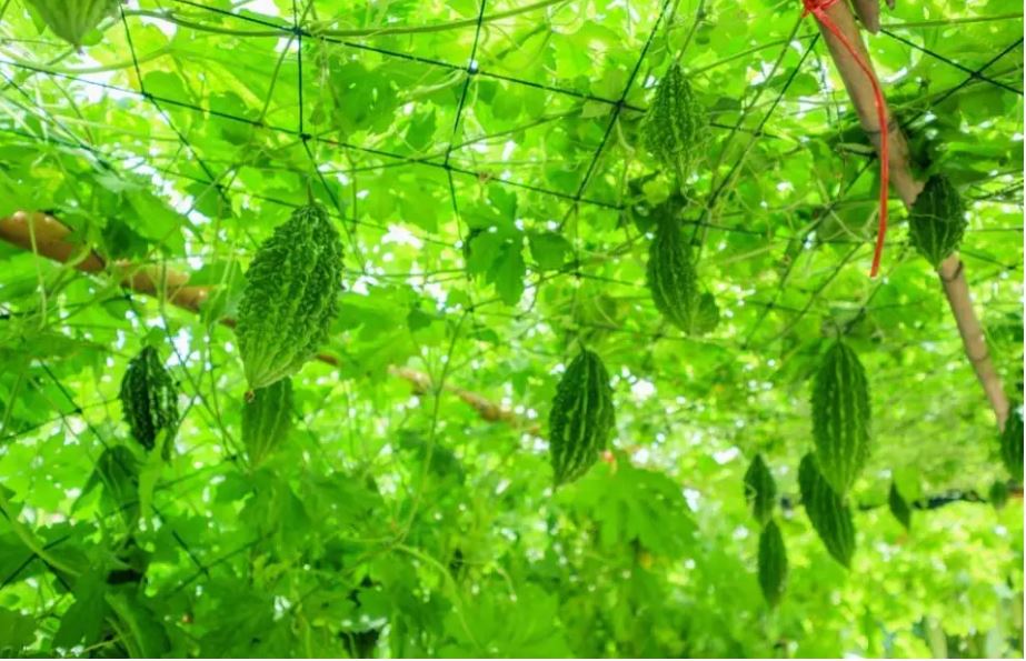 करेले की उन्नत खेती से चमकी किसान की किस्मत