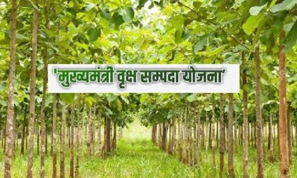 BIG NEWS : छत्तीसगढ़ के 19 हजार लोगों की... 30 हजार एकड़ भूमि पर... प्राणवायु बढ़ाने कवायद... कृषकों के लिए खुलेंगे आय के द्वार