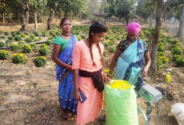  गेंदे की खुशबू से महक उठा गोठान, कम मेहनत में अधिक मुनाफा कमा रही यहां की महिलाएं
