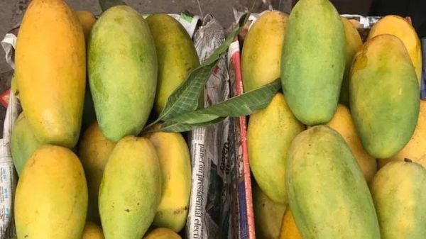 Mango Festival 2023: छत्तीसगढ़ में पहली बार होगा 200 प्रजातियों के आमों का प्रदर्शन