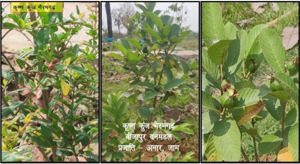 चंदन, रूद्राक्ष, बरगद, पीपल और कदम्ब से हरा-भरा हुआ कृष्ण कुंज