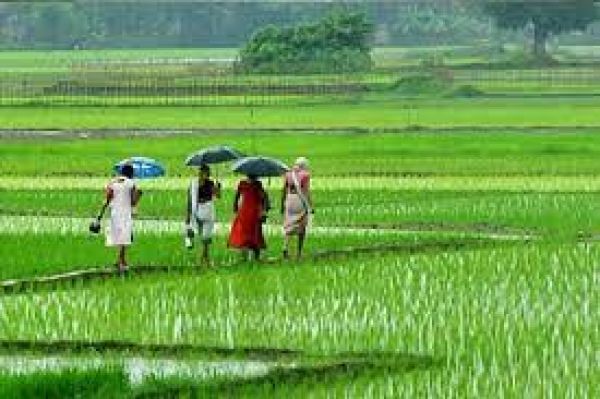 छत्तीसगढ़ में अब तक 773.1 मि.मी. औसत बारिश.... सर्वाधिक बीजापुर और सबसे कम सरगुजा में