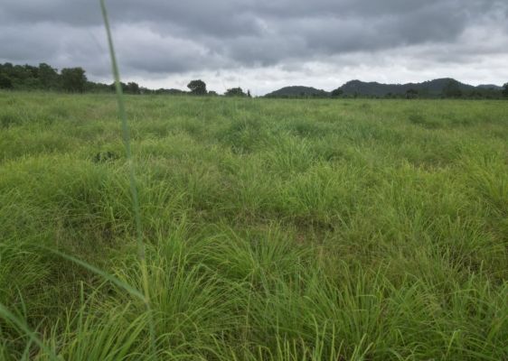 छत्तीसगढ़ में 800 एकड़ से अधिक रकबा में लेमनग्रास की हो रही खेती 