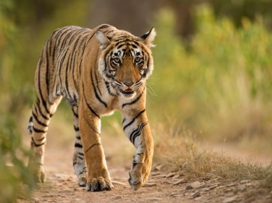 बाघ दिखने को लेकर सतर्कता....बारनवापारा अभ्यारण्य के आसपास 7 गांवों में धारा 144 लागू