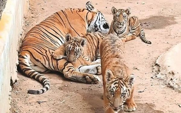 राष्ट्रीय बाघ संरक्षण प्राधिकरण (एनटीसीए) ने छत्तीसगढ़ को तीन बाघ देने की अनुमति दी 