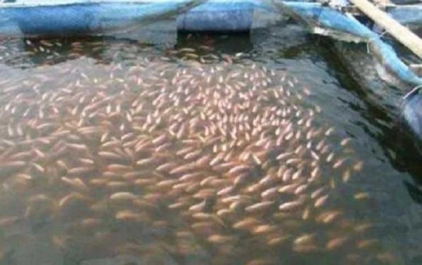 मछली पालन विभाग राजनांदगांव में, मछली पालन के लिए अपने ही करीबियों के नाम पर करोड़ों का हेरफेर 