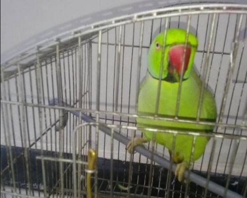 तोते और संरक्षित पक्षियों को कैद में रखने एवं खरीद-बिक्री पर होगी कार्रवाई