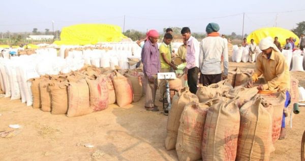 धान खरीदी का आंकड़ा 145 लाख मीट्रिक टन से पार : पिछले साल का टूटा रिकार्ड