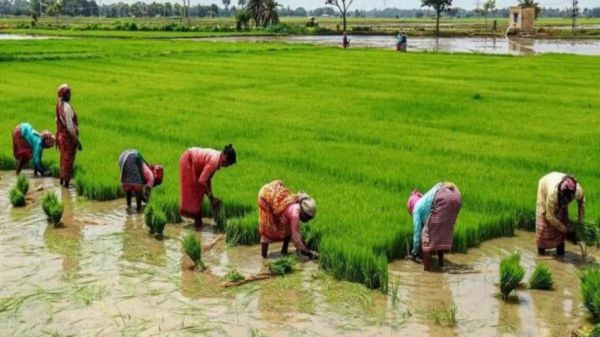 राज्य में 48.85 लाख हेक्टेयर क्षेत्र में बोनी का है लक्ष्य... 75 प्रतिशत हुई बोनी