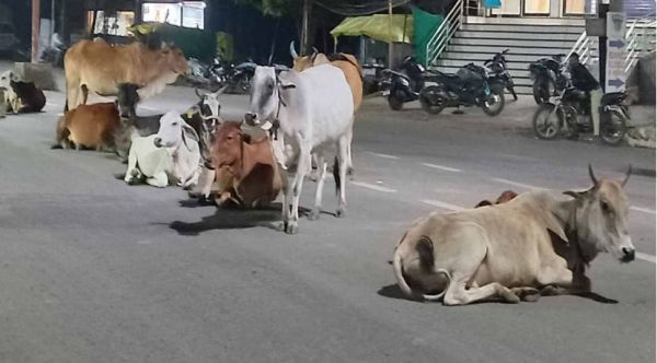 हाईकोर्ट के आदेश के बाद जागा प्रशासन, अब तक 2319 आवारा पशुओं को पकड़कर भेजा गोठान