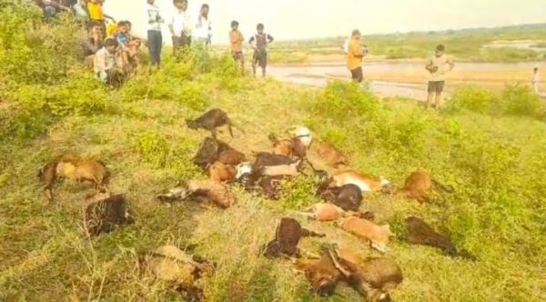आकाशीय बिजली गिरने से 27 मवेशियों की मौत