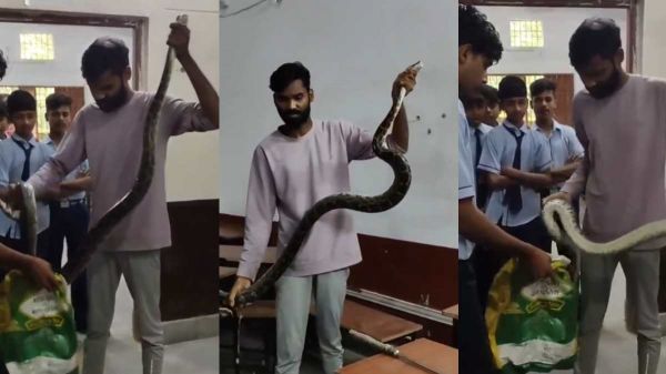 आत्मानंद स्कूल के क्लास रूम में बैठा का अजगर.. फूंकार सुन बच्चों में हड़कंप