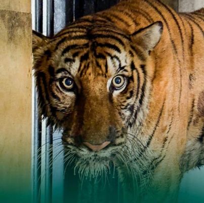 छत्तीसगढ़ की बाघिन बिजली ने इलाज के दौरान वनतारा में तोड़ा दम