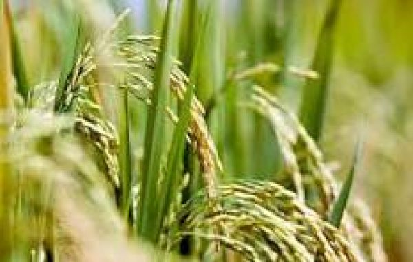 छत्तीसगढ़ में धान खरीदी प्रारंभ