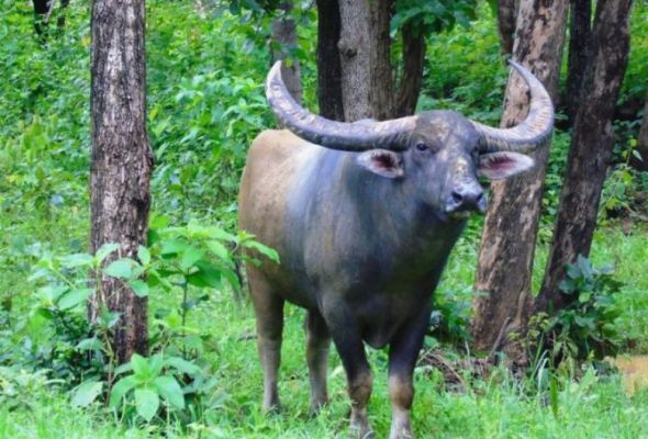छत्तीसगढ़ में वन भैंसा संरक्षण एवं स्थानांतरण पर उच्च स्तरीय बैठक, उदंती-सीतानदी व बारनवापारा में किया जायेगा संरक्षण कार्य