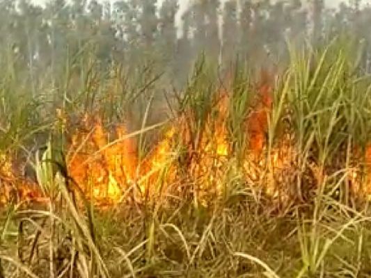 गन्ने के खेत में लगी भीषण आग... 7 एकड़ फसल जलकर राख