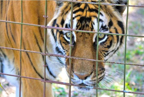 बाघ फिट है, जंगल पास है&hellip; फिर रुकावट क्या है? वन विभाग की गजब कहानी! स्वस्थ बाघ सलाखों के पीछे, आयातित बाघों के लिए बन रहा एन्क्लोजर