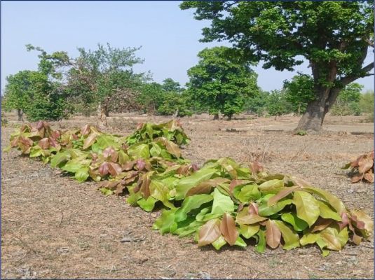  हरा सोना संग्राहकों की आय बढ़ाने की दिशा में बड़ा कदम