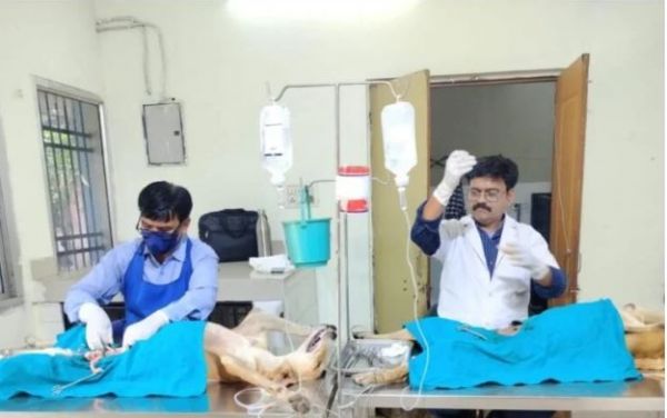 रायपुर निगम का अभियान तेज: आवारा मवेशियों की धरपकड़, कुत्तों की नसबंदी-टीकाकरण जारी