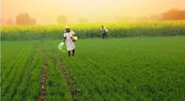 इस यूरिया से बदली सब्जी की खेती की तस्वीर, किसान सम्मेलाल बने आत्मनिर्भरता की मिसाल&hellip;