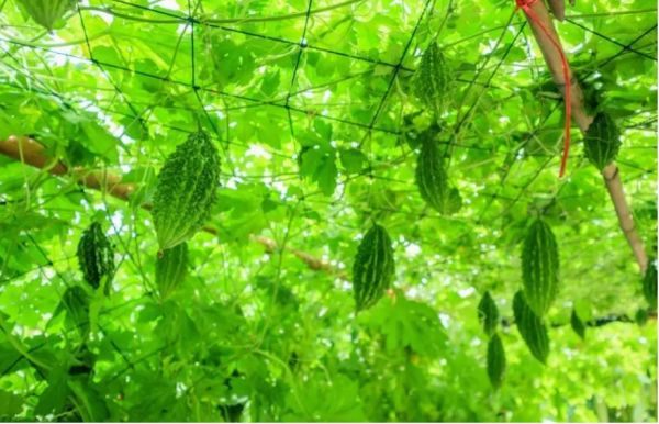 करेले की उन्नत खेती से चमकी किसान की किस्मत